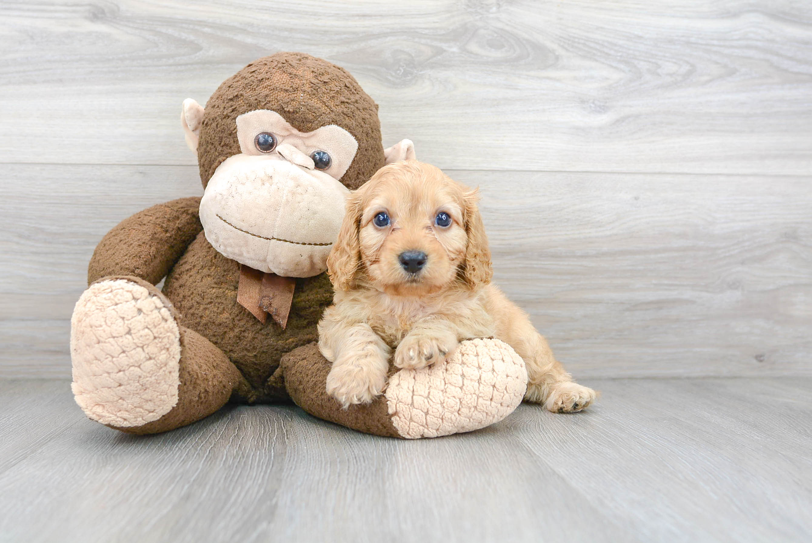 Cute Cavoodle Poodle Mix Puppy