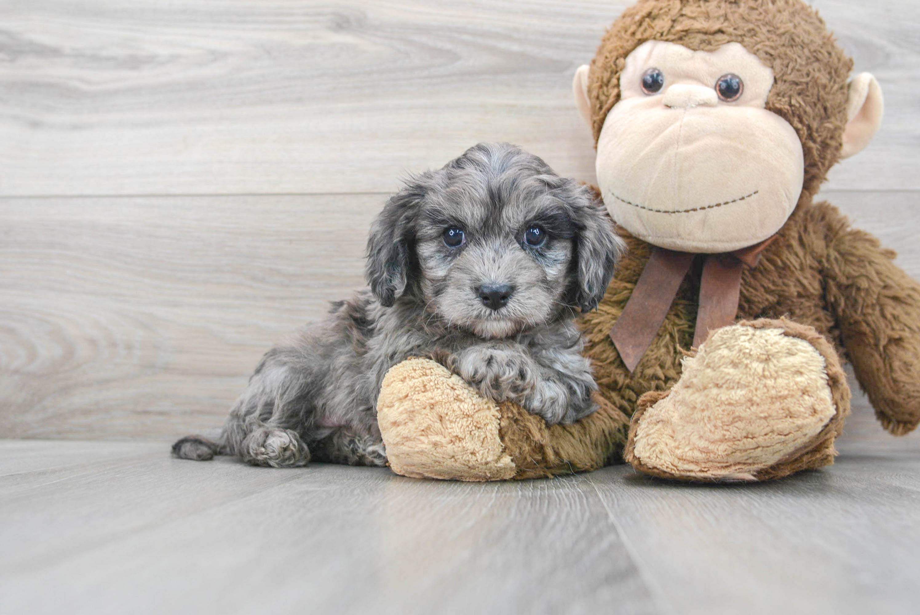 Cavapoo Puppy for Adoption