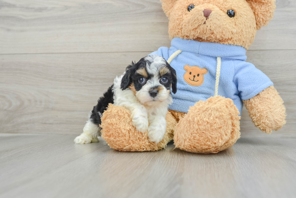 Cavapoo Pup Being Cute