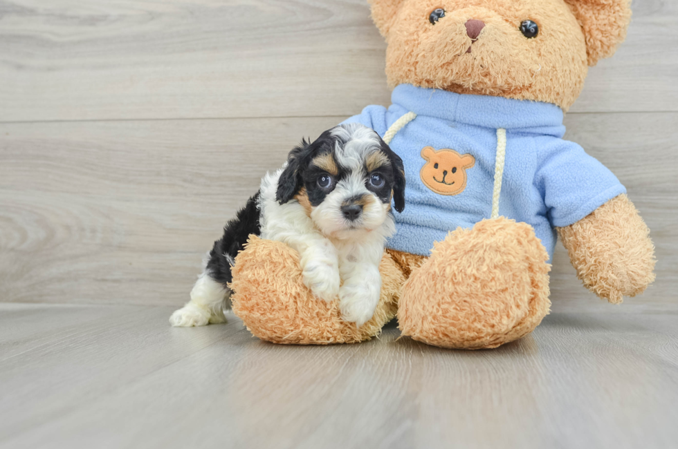 6 week old Cavapoo Puppy For Sale - Puppy Love PR