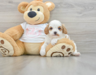 8 week old Cavapoo Puppy For Sale - Puppy Love PR