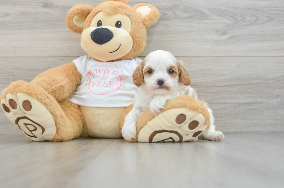 7 week old Cavapoo Puppy For Sale - Puppy Love PR