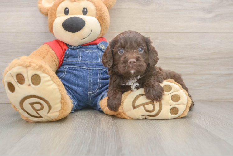 Sweet Cavapoo Baby
