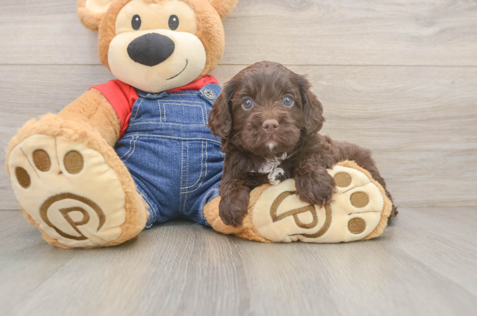 5 week old Cavapoo Puppy For Sale - Puppy Love PR