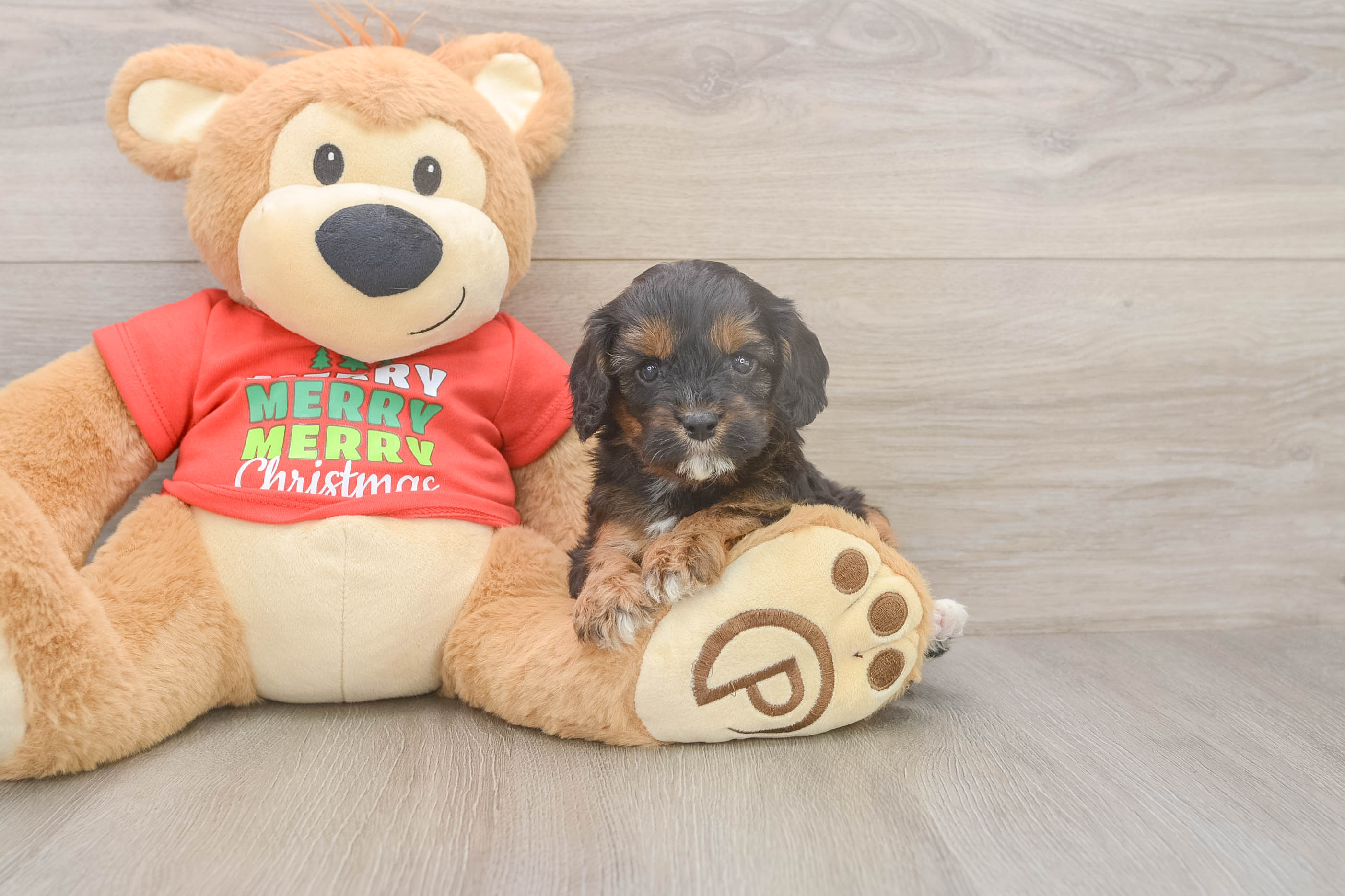 Cavapoo Pup Being Cute