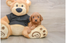 Cavapoo Puppy for Adoption