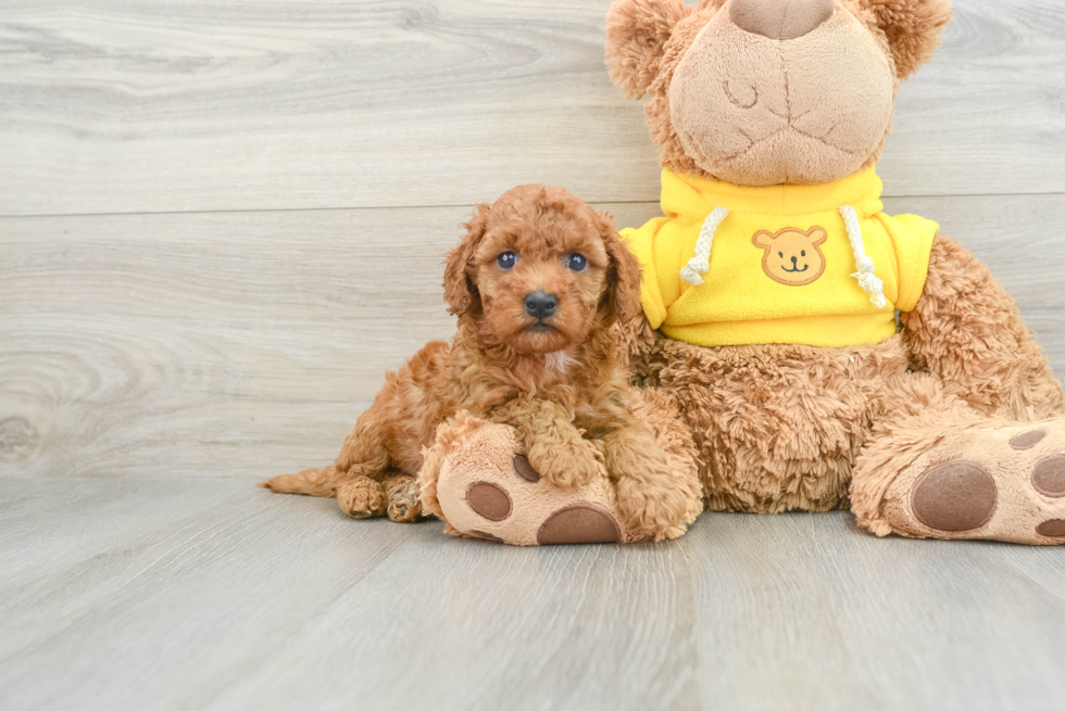 Cavapoo Puppy for Adoption