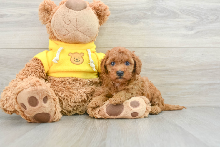 Happy Cavapoo Baby