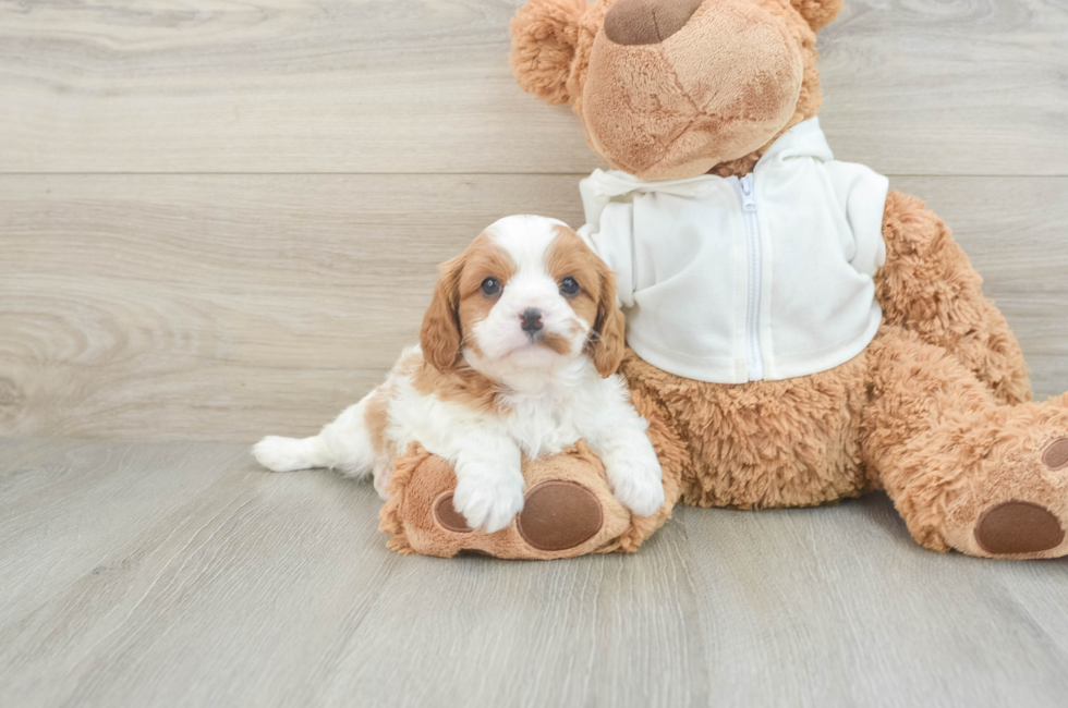 7 week old Cavapoo Puppy For Sale - Puppy Love PR