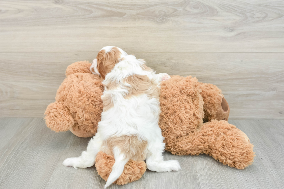 Popular Cavapoo Poodle Mix Pup