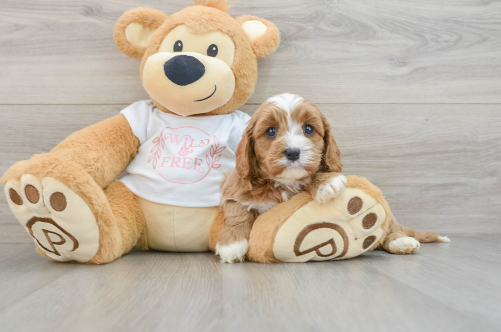 6 week old Cavapoo Puppy For Sale - Puppy Love PR