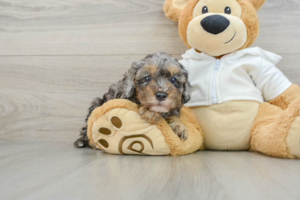 Cavapoo Pup Being Cute