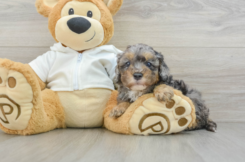 6 week old Cavapoo Puppy For Sale - Puppy Love PR