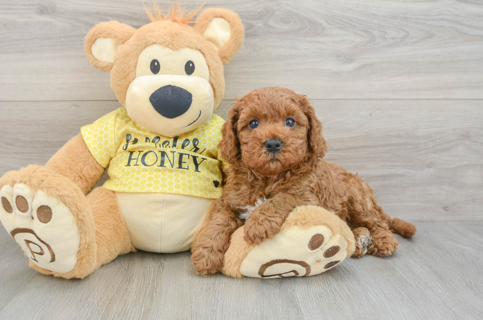 8 week old Cavapoo Puppy For Sale - Puppy Love PR