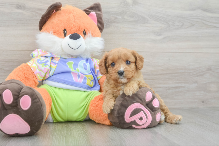 Meet Oceana - our Cavapoo Puppy Photo 1/3 - Puppy Love PR Cute Cavapoo Baby