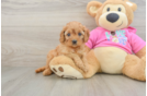 Cavapoo Pup Being Cute