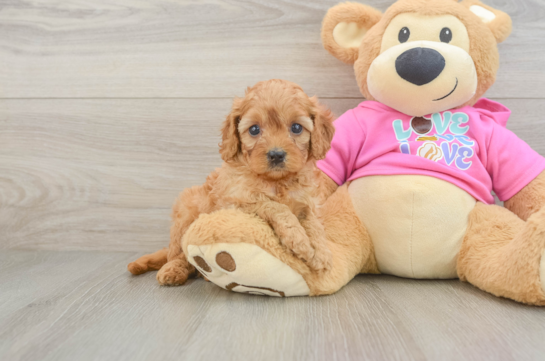 Cavapoo Pup Being Cute