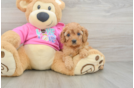 Best Cavapoo Baby