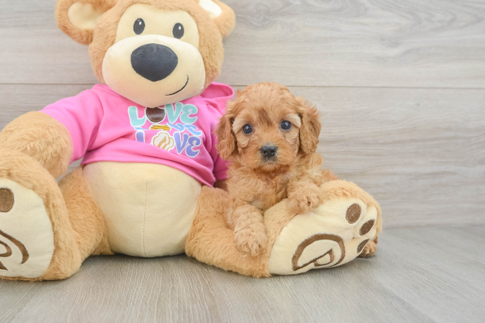 Best Cavapoo Baby