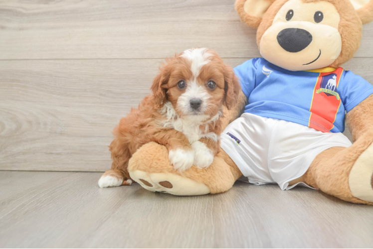 Cavapoo Puppy for Adoption