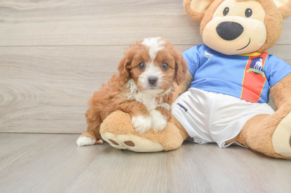 6 week old Cavapoo Puppy For Sale - Puppy Love PR