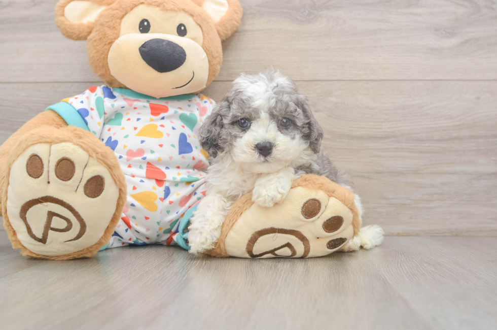 5 week old Cavapoo Puppy For Sale - Puppy Love PR