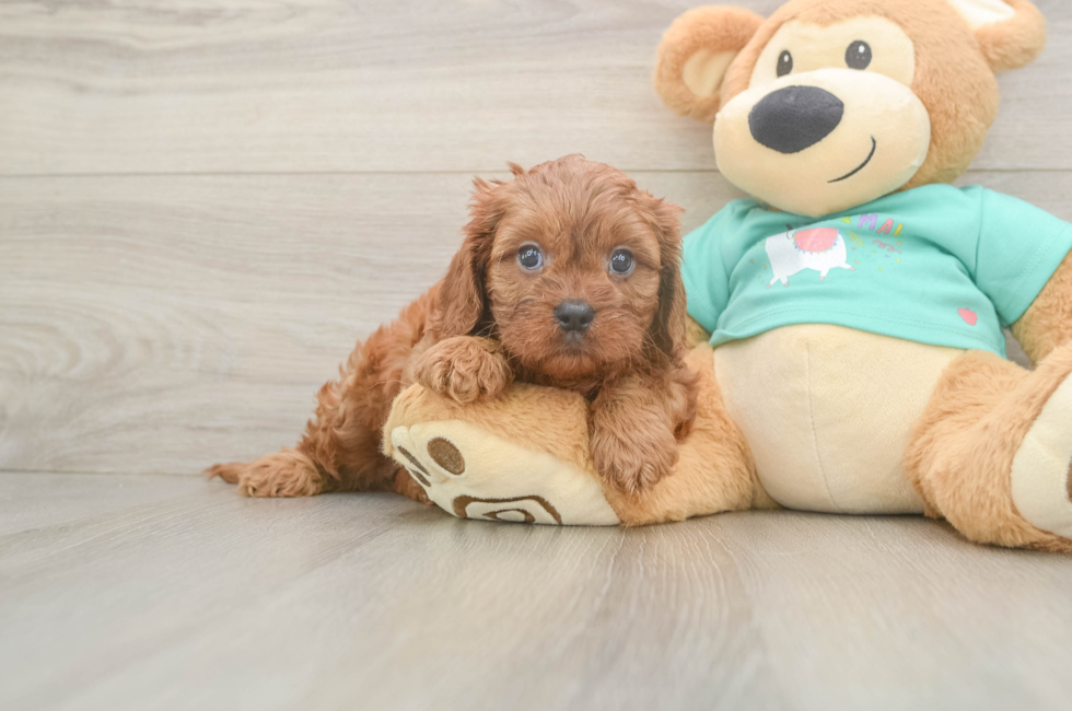 5 week old Cavapoo Puppy For Sale - Puppy Love PR