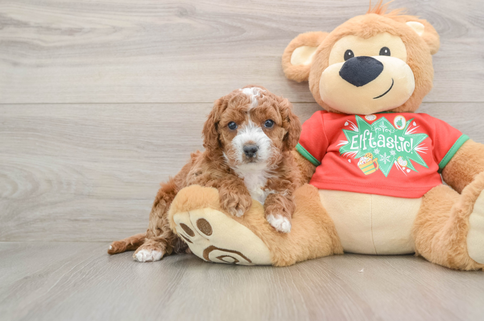 5 week old Cavapoo Puppy For Sale - Puppy Love PR