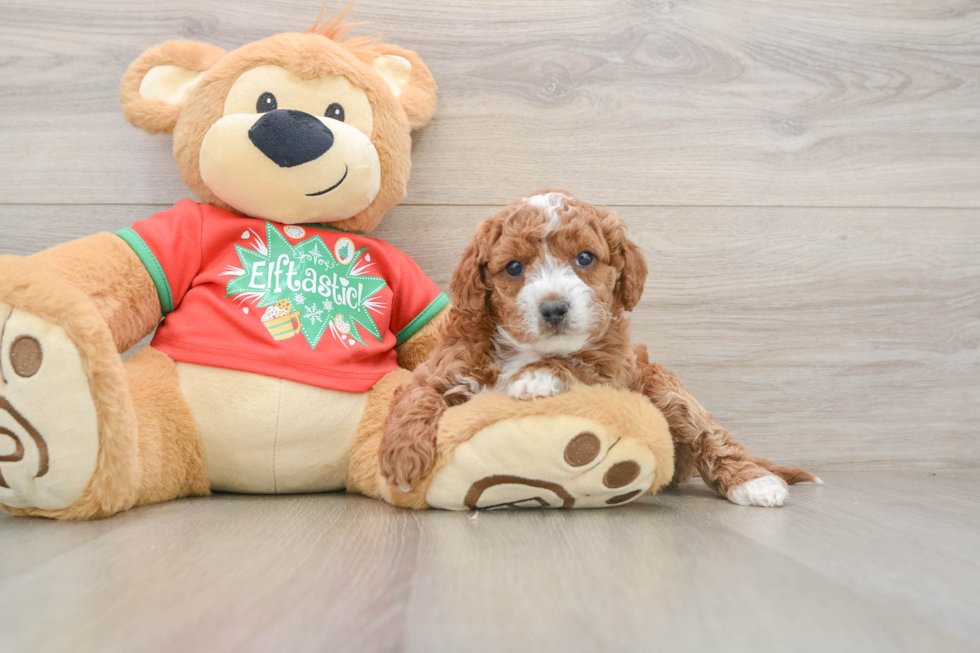 Cavapoo Puppy for Adoption