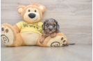 Popular Cavapoo Poodle Mix Pup