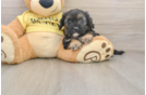 Cavapoo Pup Being Cute