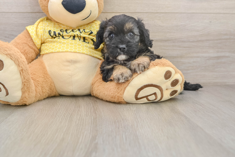 Cavapoo Pup Being Cute
