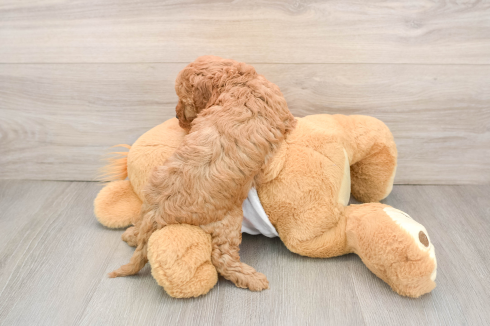 Cavapoo Pup Being Cute