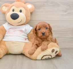 6 week old Cavapoo Puppy For Sale - Puppy Love PR