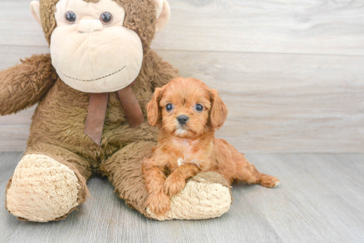 Meet Oceana - our Cavapoo Puppy Photo 1/3 - Puppy Love PR Popular Cavapoo Poodle Mix Pup