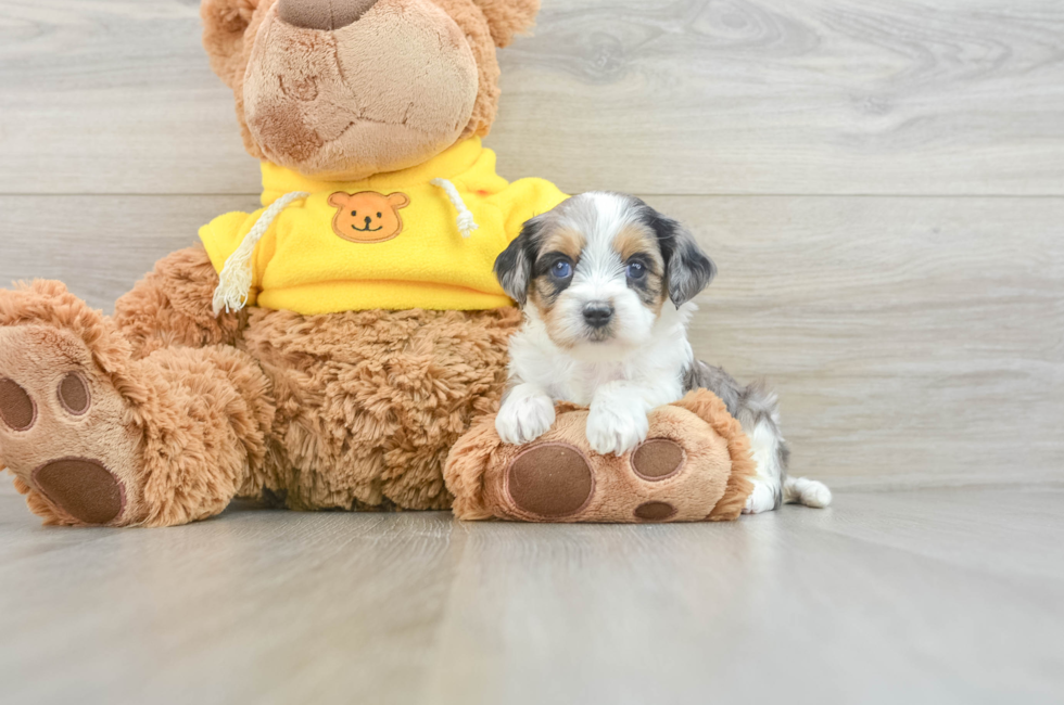 7 week old Cavapoo Puppy For Sale - Puppy Love PR