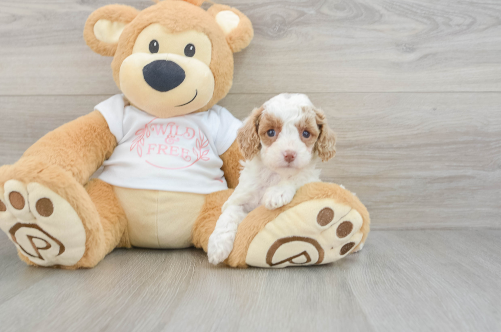 6 week old Cavapoo Puppy For Sale - Puppy Love PR