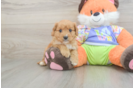 Cavapoo Pup Being Cute
