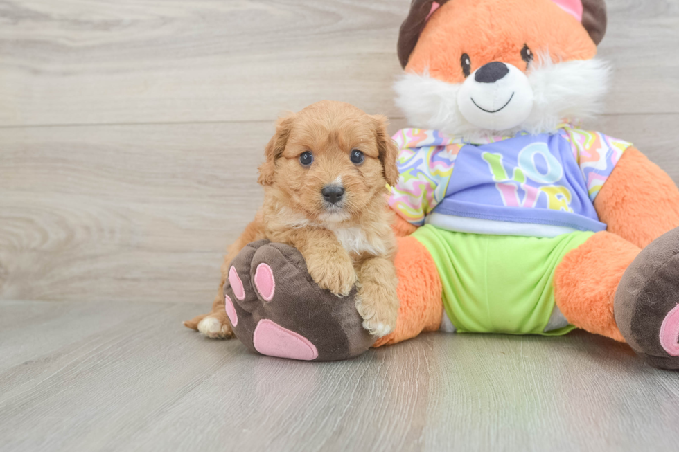 Cavapoo Pup Being Cute