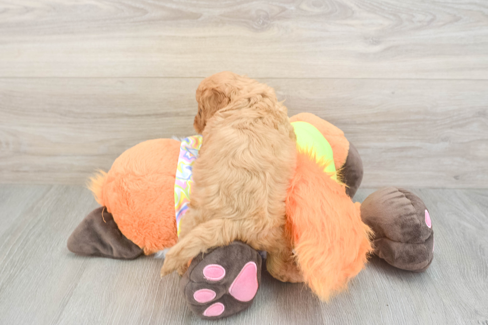 Cavapoo Pup Being Cute