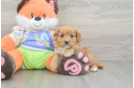 Cavapoo Pup Being Cute
