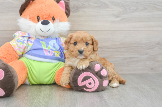 Cavapoo Pup Being Cute