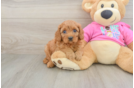 Cute Cavapoo Baby