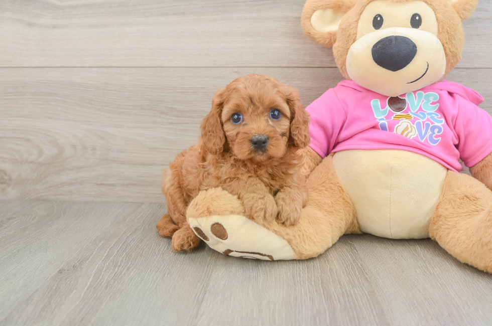 5 week old Cavapoo Puppy For Sale - Puppy Love PR