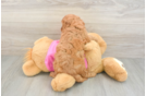 Petite Cavapoo Poodle Mix Pup