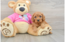 Best Cavapoo Baby