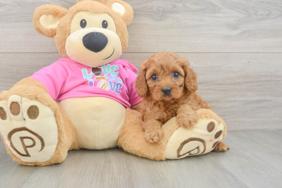 Best Cavapoo Baby