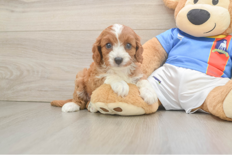 Playful Cavapoodle Poodle Mix Puppy