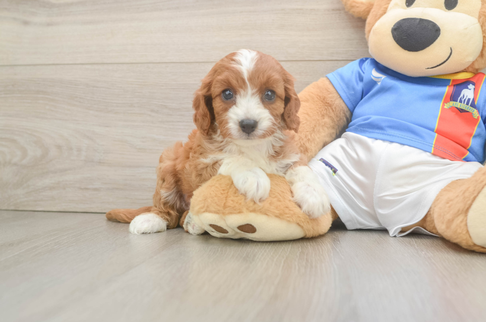 6 week old Cavapoo Puppy For Sale - Puppy Love PR
