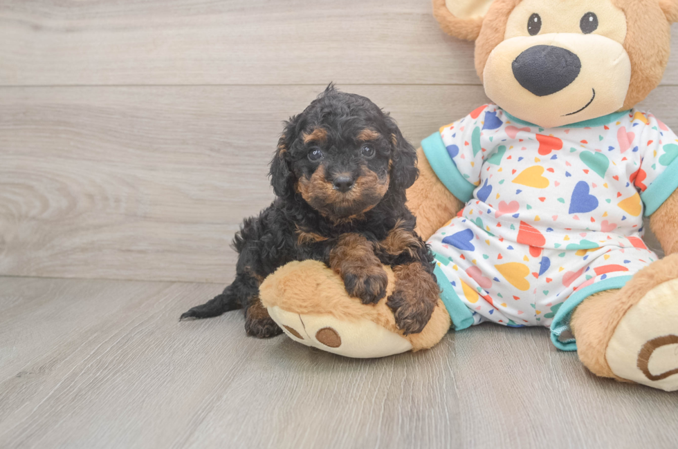 5 week old Cavapoo Puppy For Sale - Puppy Love PR
